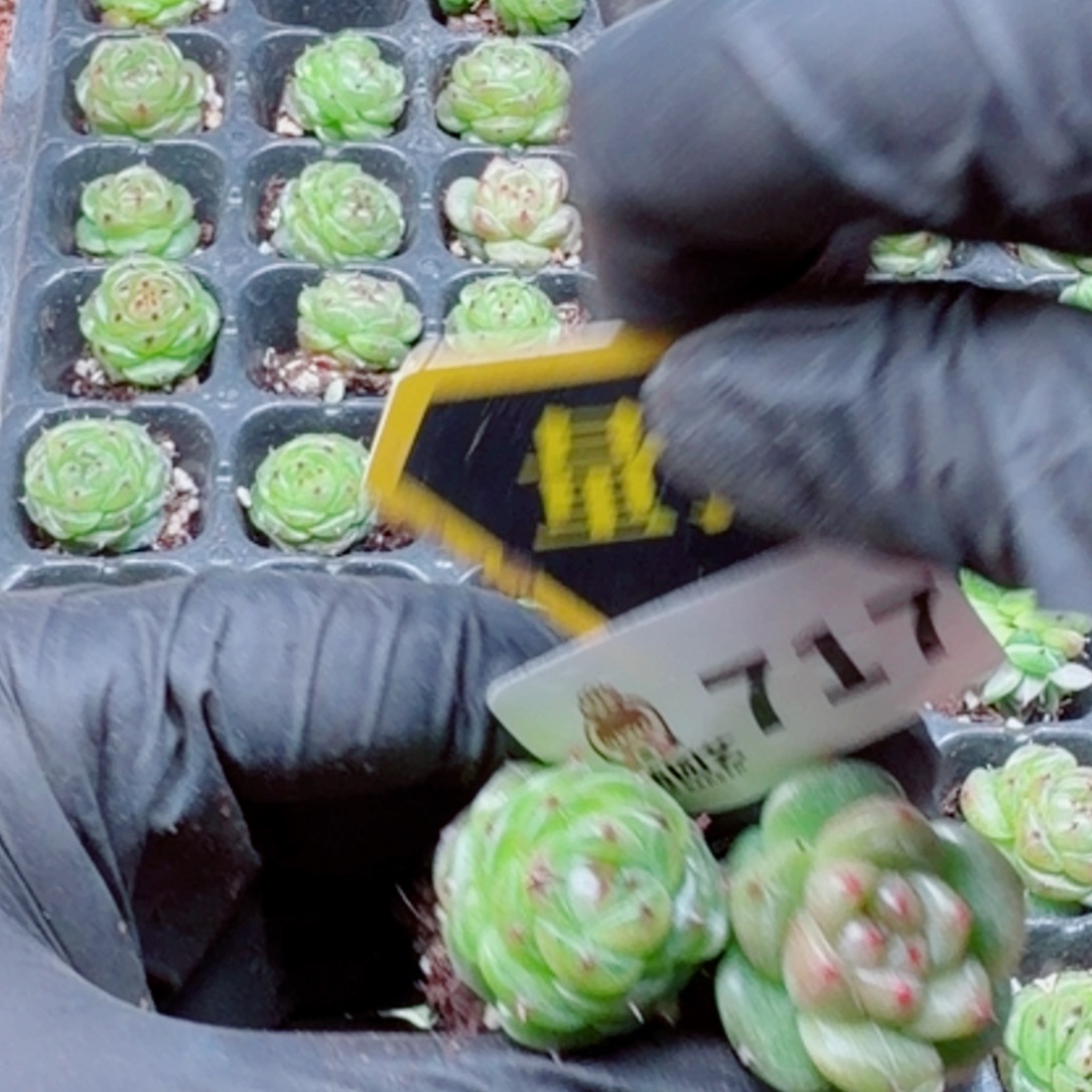 多肉植物多肉植物