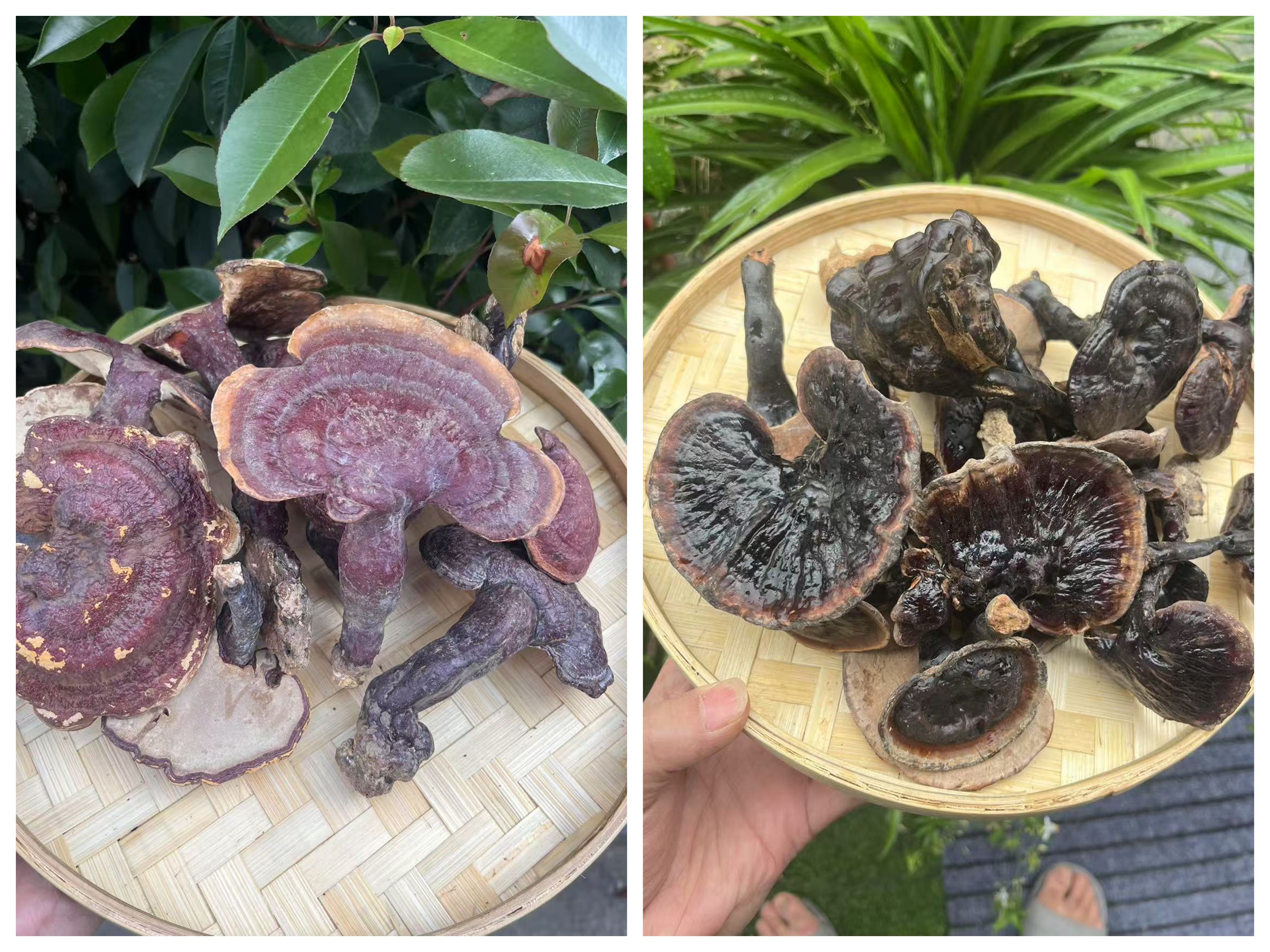 云南野生灵芝（现称现拍）中秋福利滋补易吸收