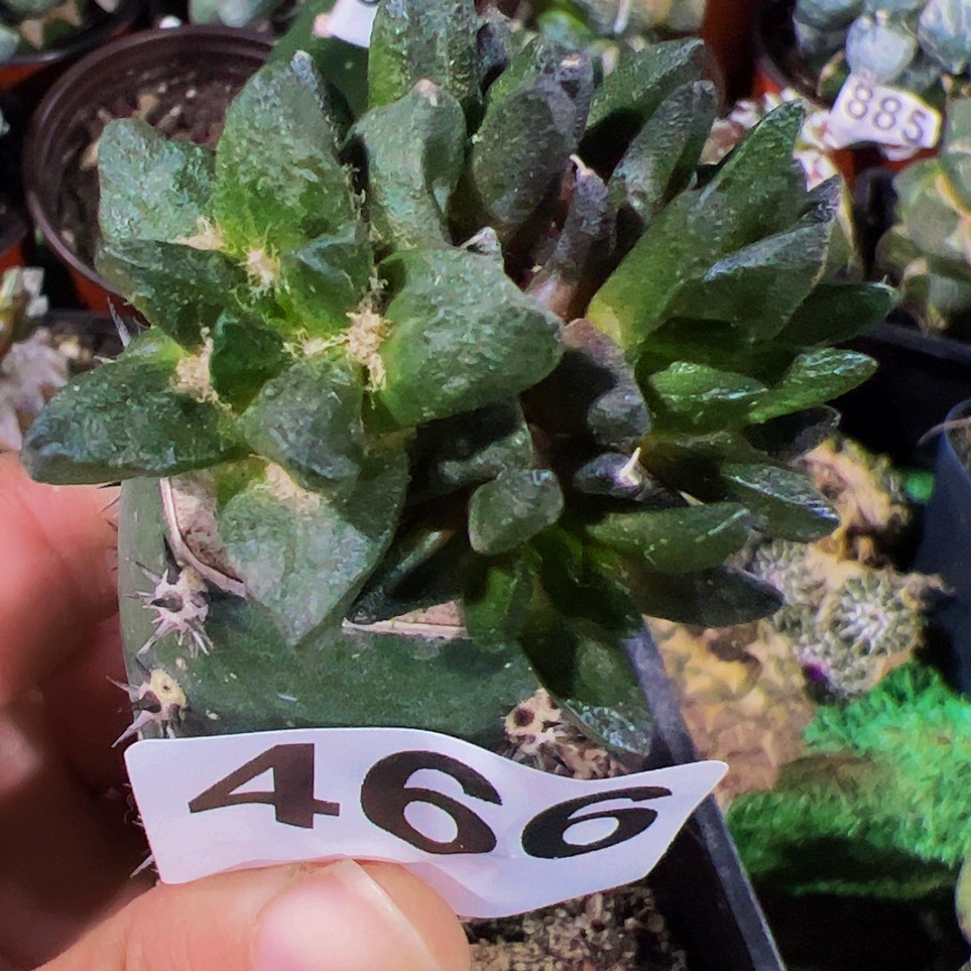 无花朵短尤龙角群466