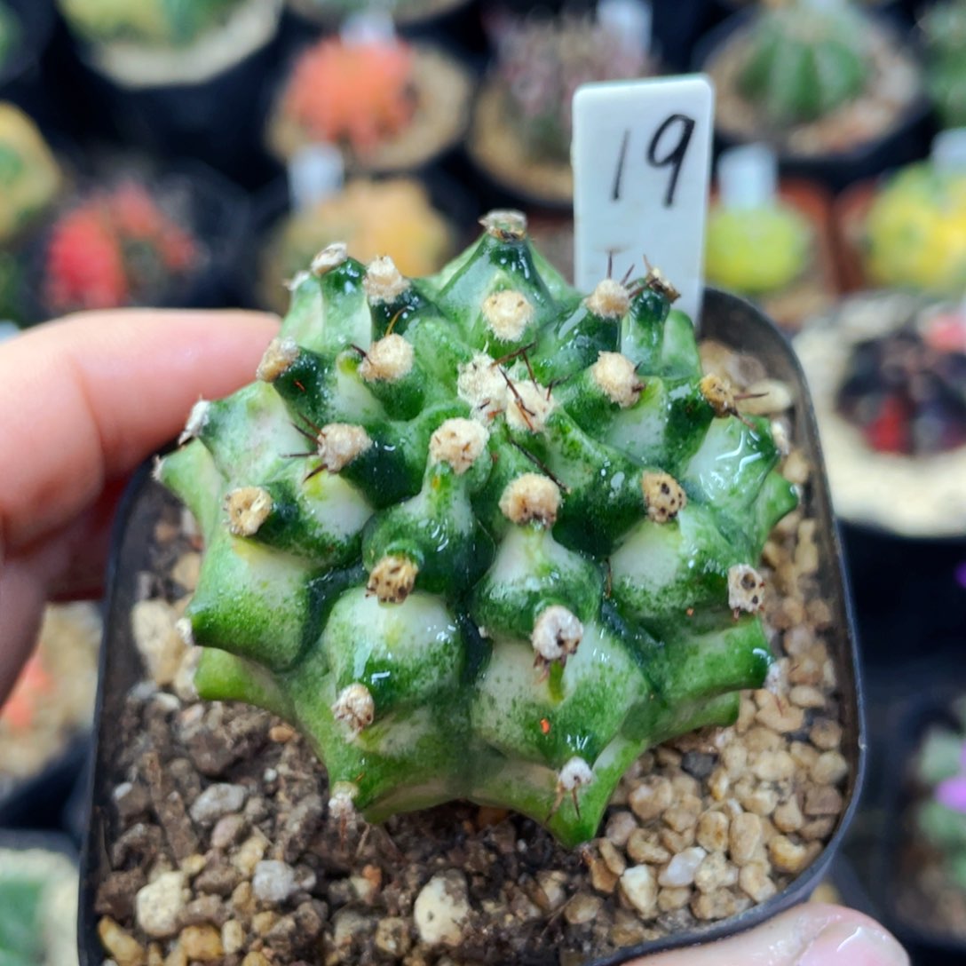 盆5公分满25包邮裸根发货