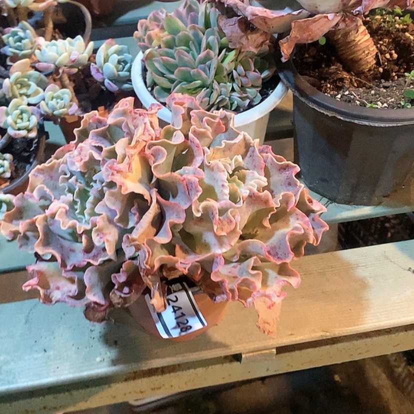 【闪购商品】高砂24128