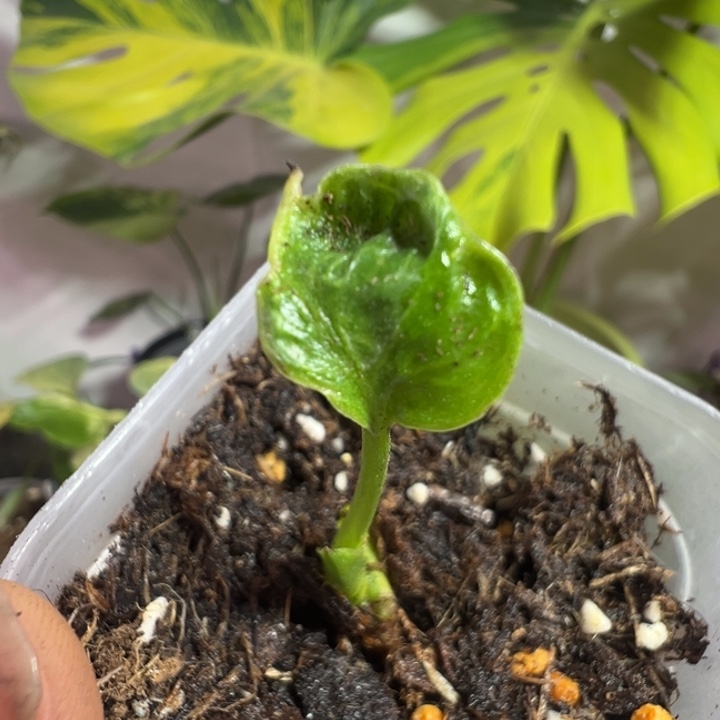 许***见完全开放龟背竹种苗