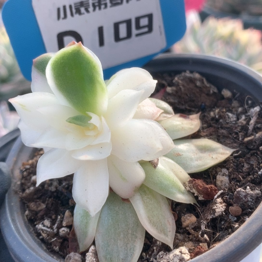 109蝴蝶仙子锦锦锦