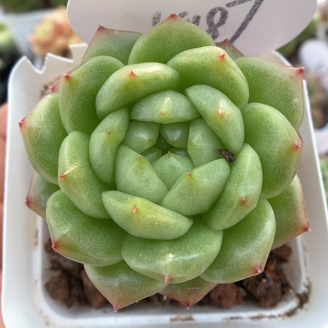 灯泡珍妮可拍4187号。