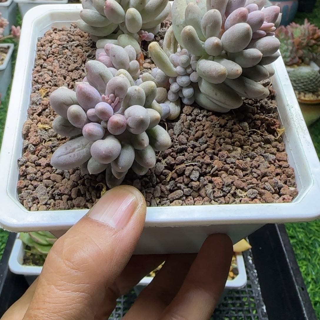 锦安精品多肉编号236