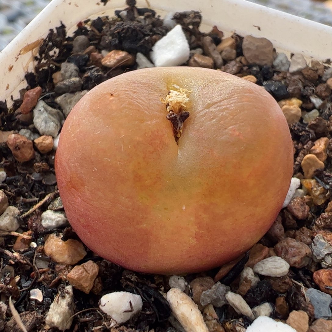 9.13多肉植物百科