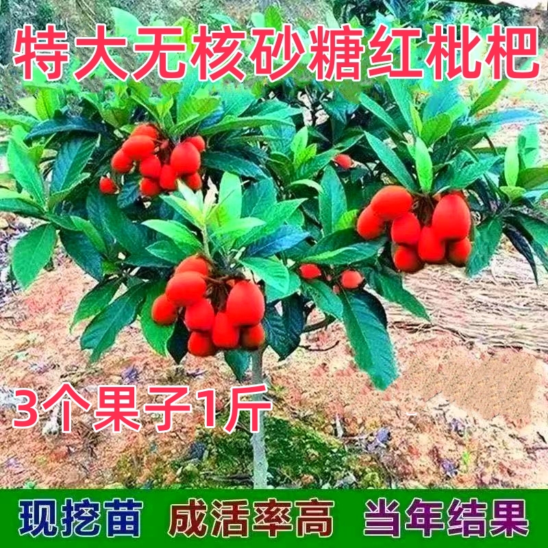 无籽苗红肉无核砂糖枇杷苗新品枇杷树苗南北方种植抗旱耐寒果树苗