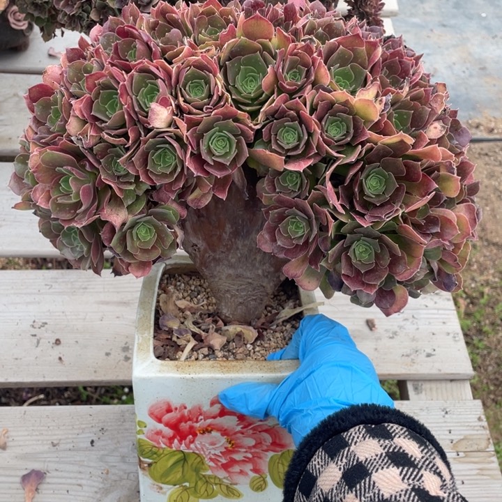 多肉植物提取技术等领域具有独特