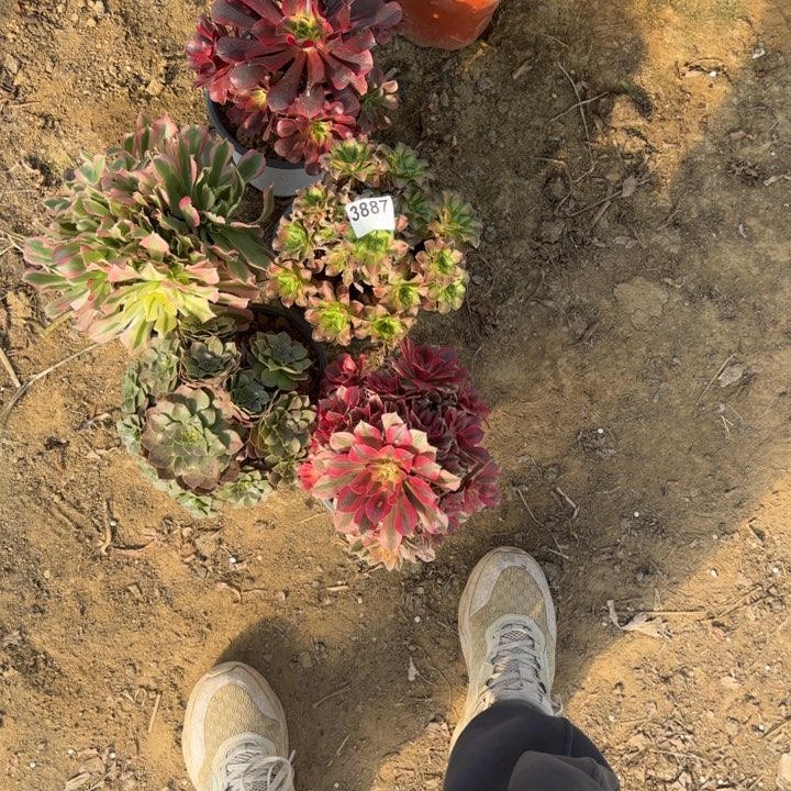 3887 清棚处理不包断枝