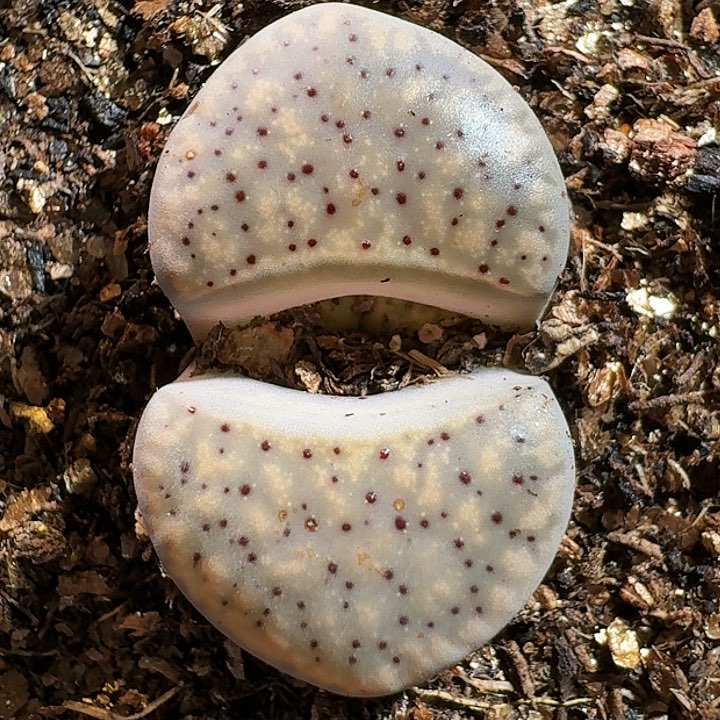 生石花11111111。   158