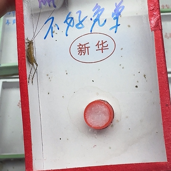 小***康蟋蟀111111111111111111