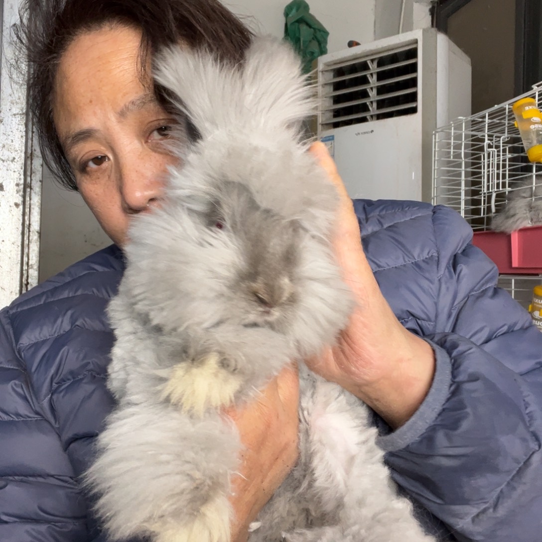 早***.英系安哥拉宠物兔