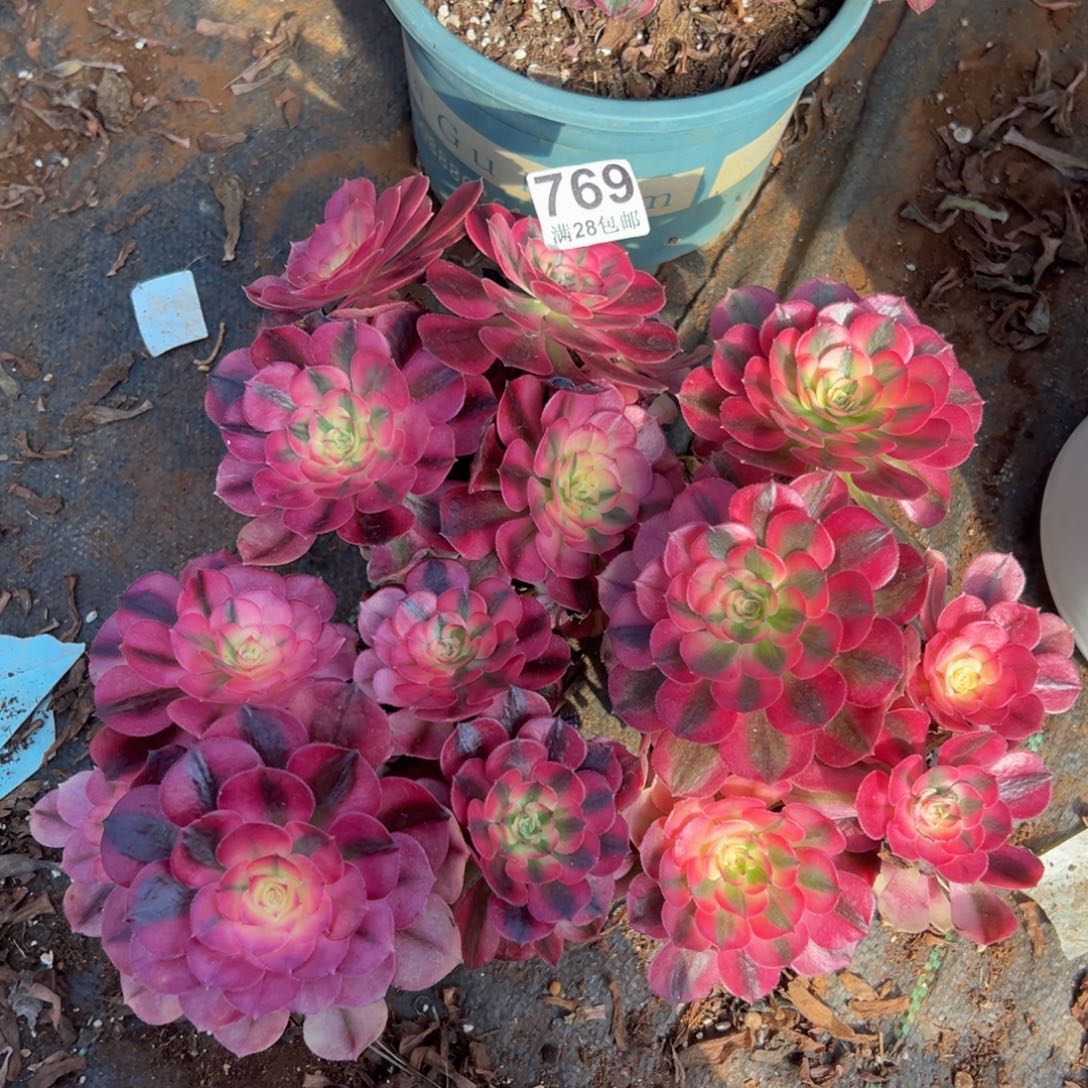 多肉植物769三颗小荔枝无任何售后