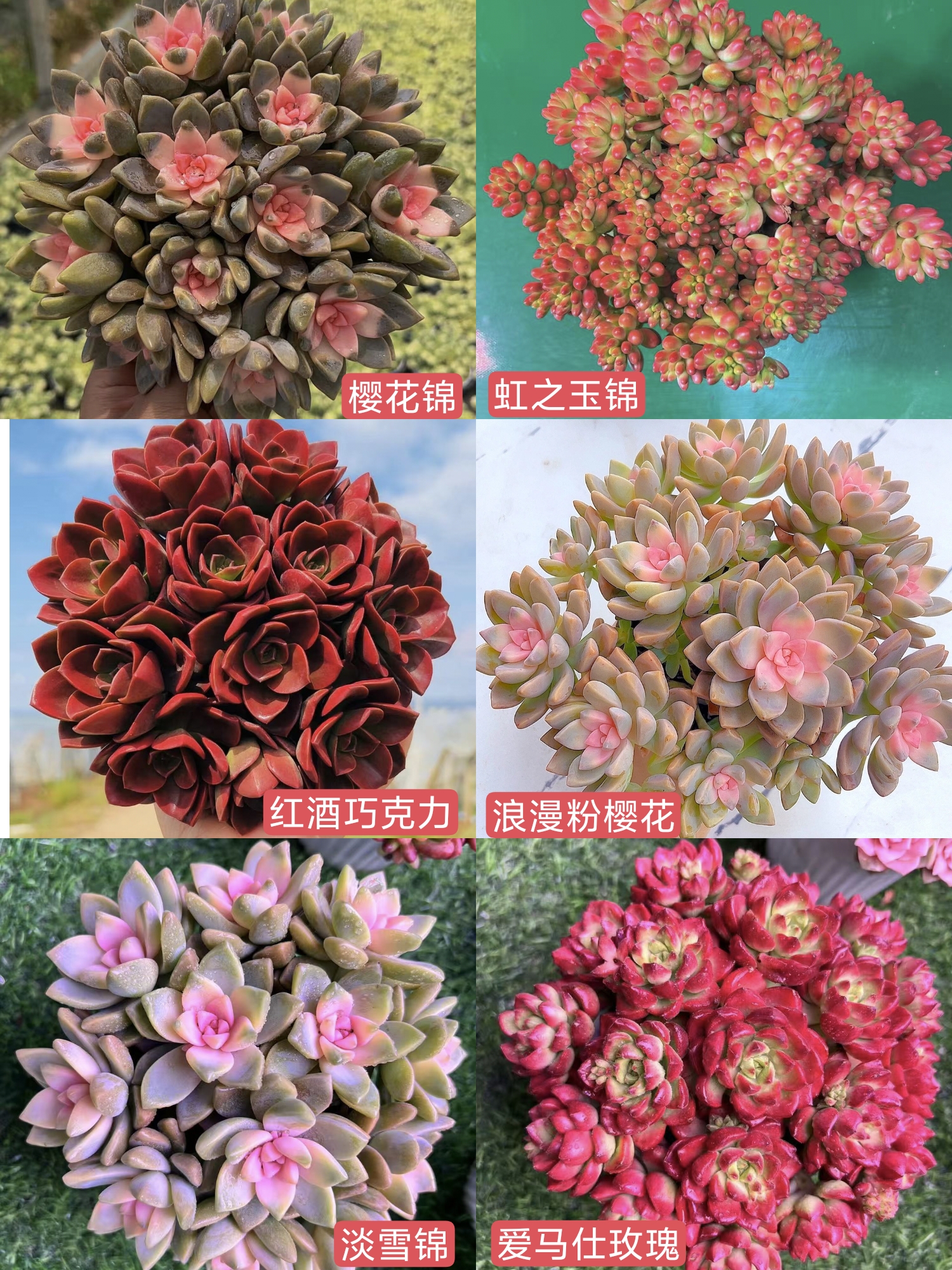 HS03-10满满一大箱 云南多肉基地直发 带盆带土 新手好养