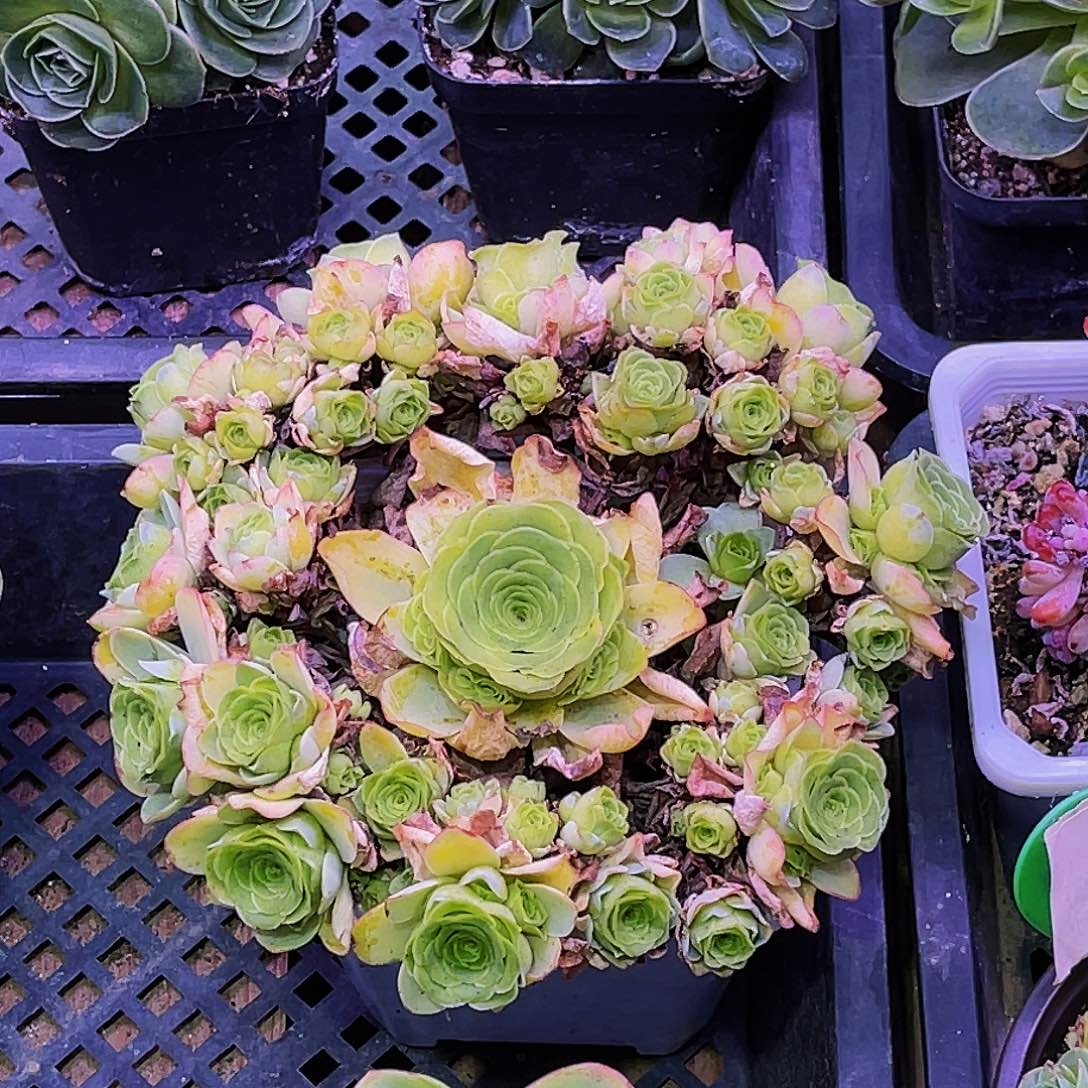 华夏 五年老桩 非偏远包邮 多肉