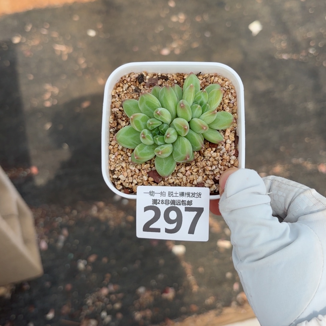 青花瓷无盆土发货