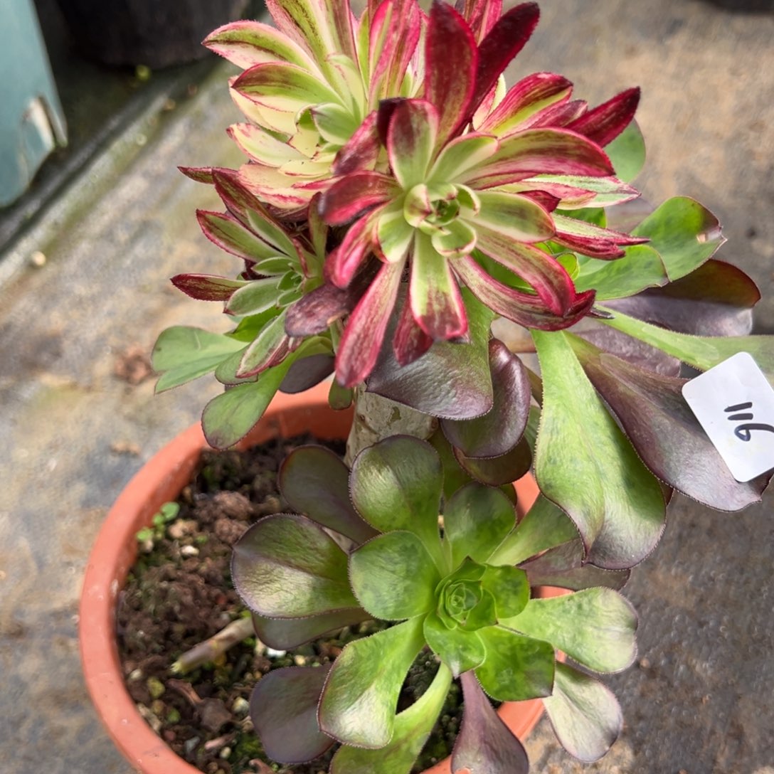 116伯爵嫁接多肉椅子