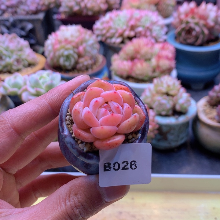 一物一拍满38包邮B026