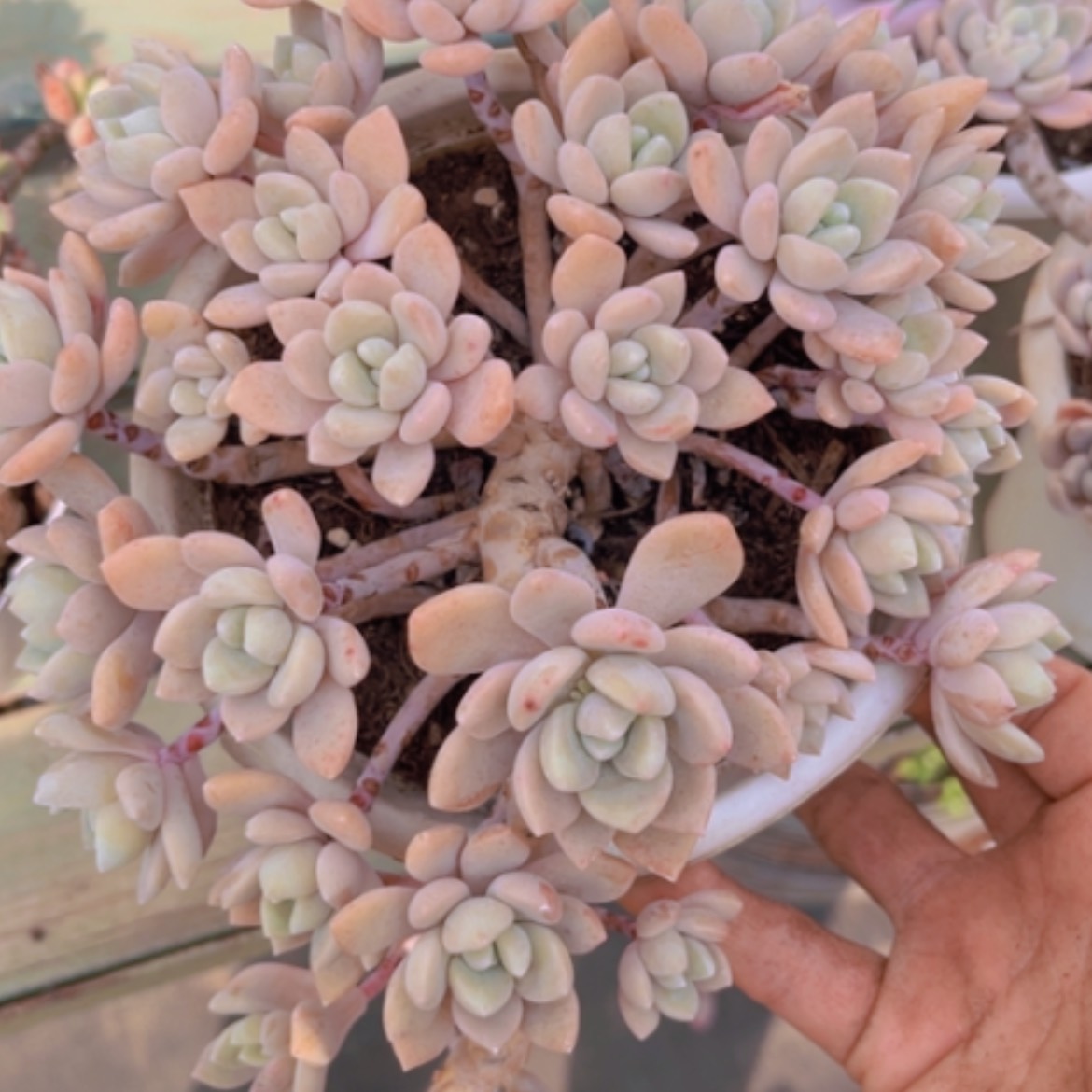 【闪购商品】克洛伊1537