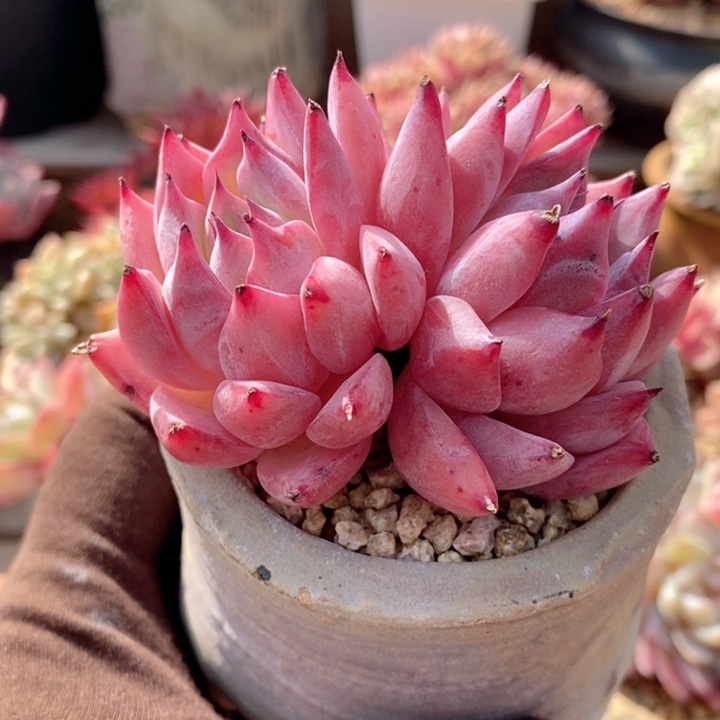 原卡 韩货精品666