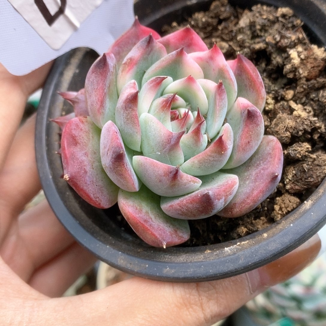 006锦锦锦锦锦锦锦