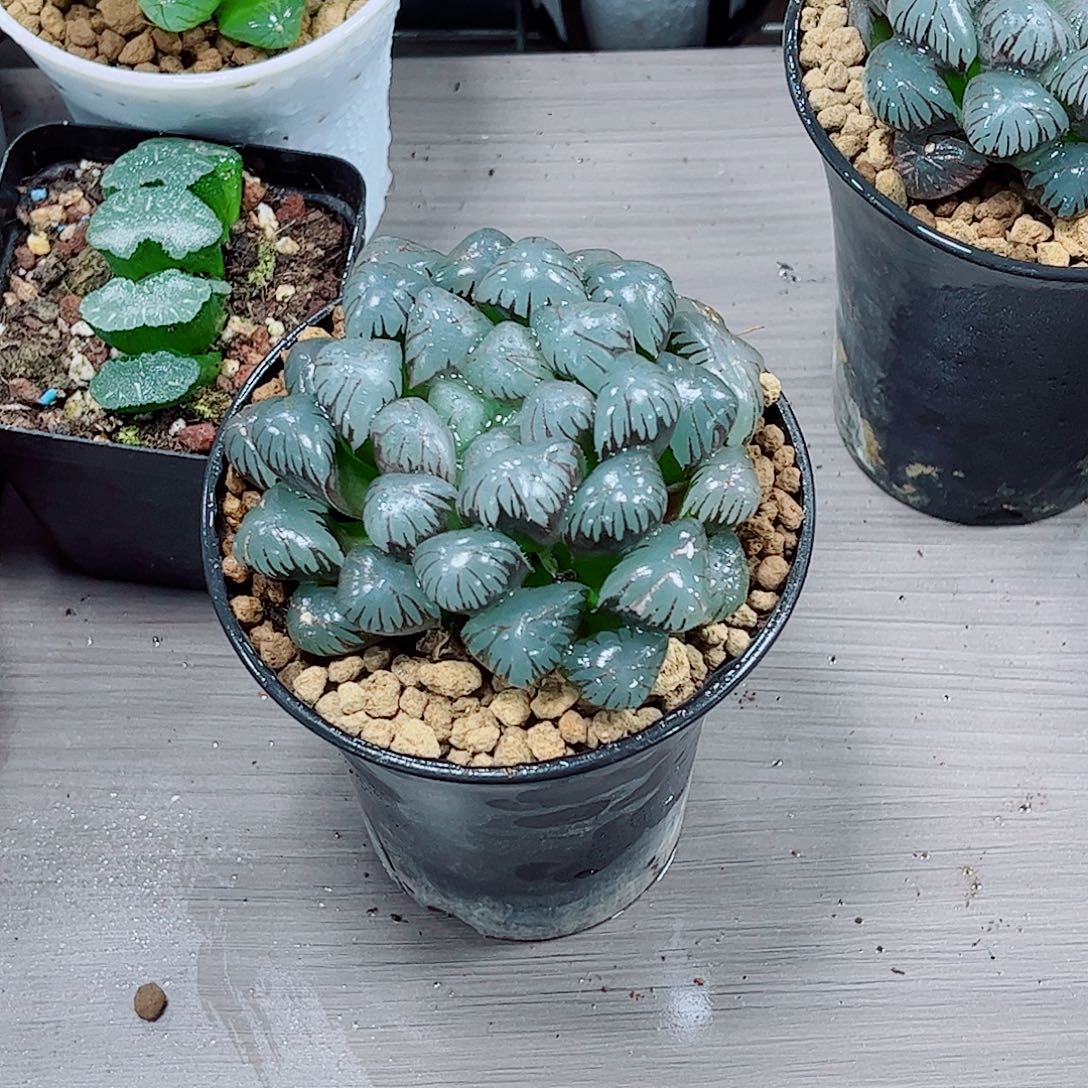 潘氏母本一勿一拍