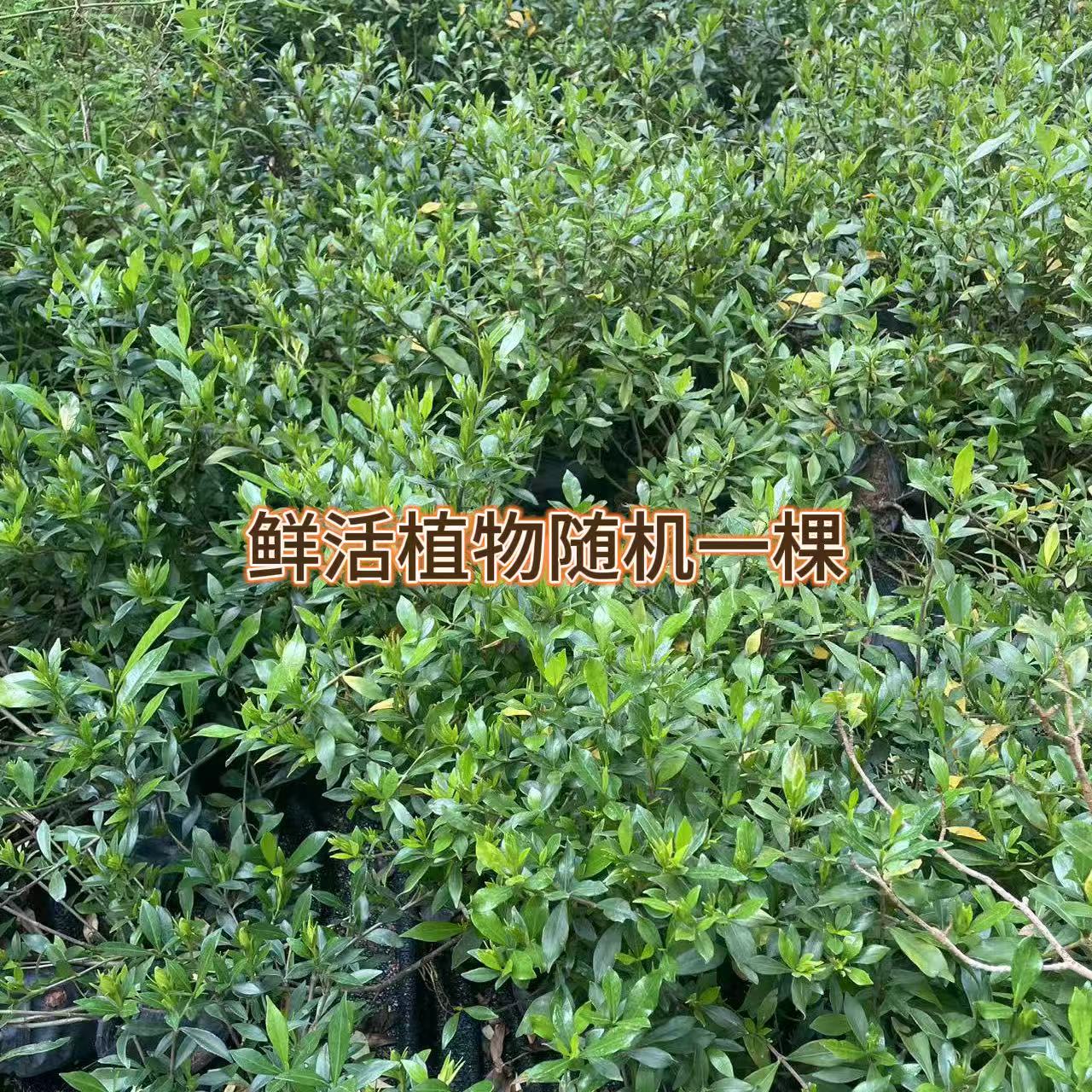 惊喜小福袋鲜活植物，小盆景，盆器，随机一个，偏远不包邮