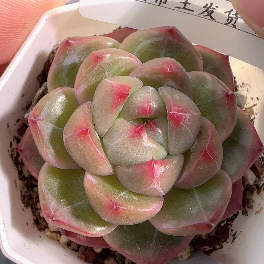 多肉0103-179钻石珍妮