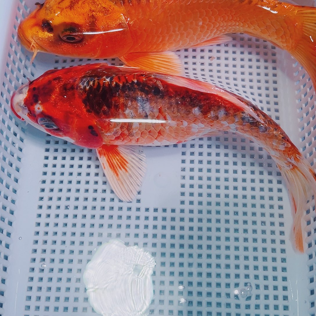 锦鲤锦鲤冷水观赏鱼118