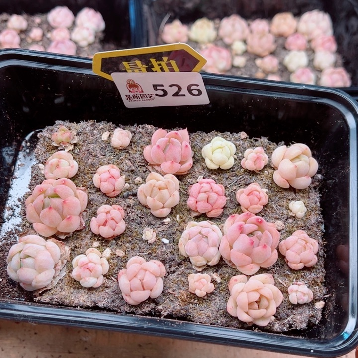多肉植物多肉植物