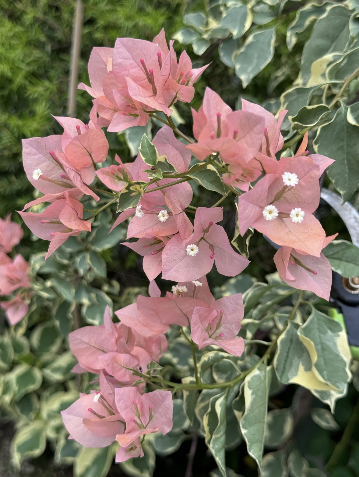 【马斯佩拉克】品种袋苗原生爬藤勤花（大猩猩花卉）袋苗不售后