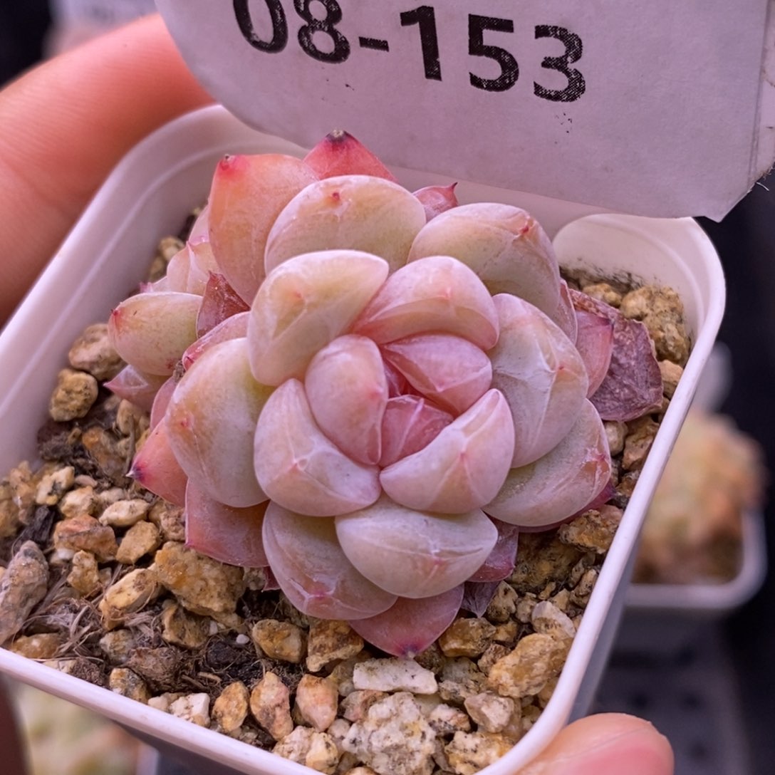 【闪购商品】08-153
