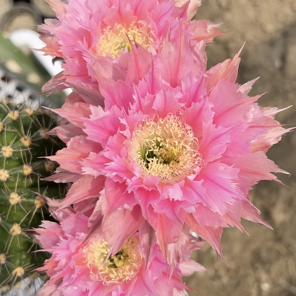 开花仙人球  彩草 凤24