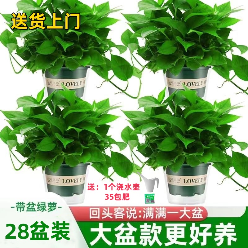 绿姬【28盆装，送货上门】大户型超值套餐大盆绿萝盆栽植物新房家用