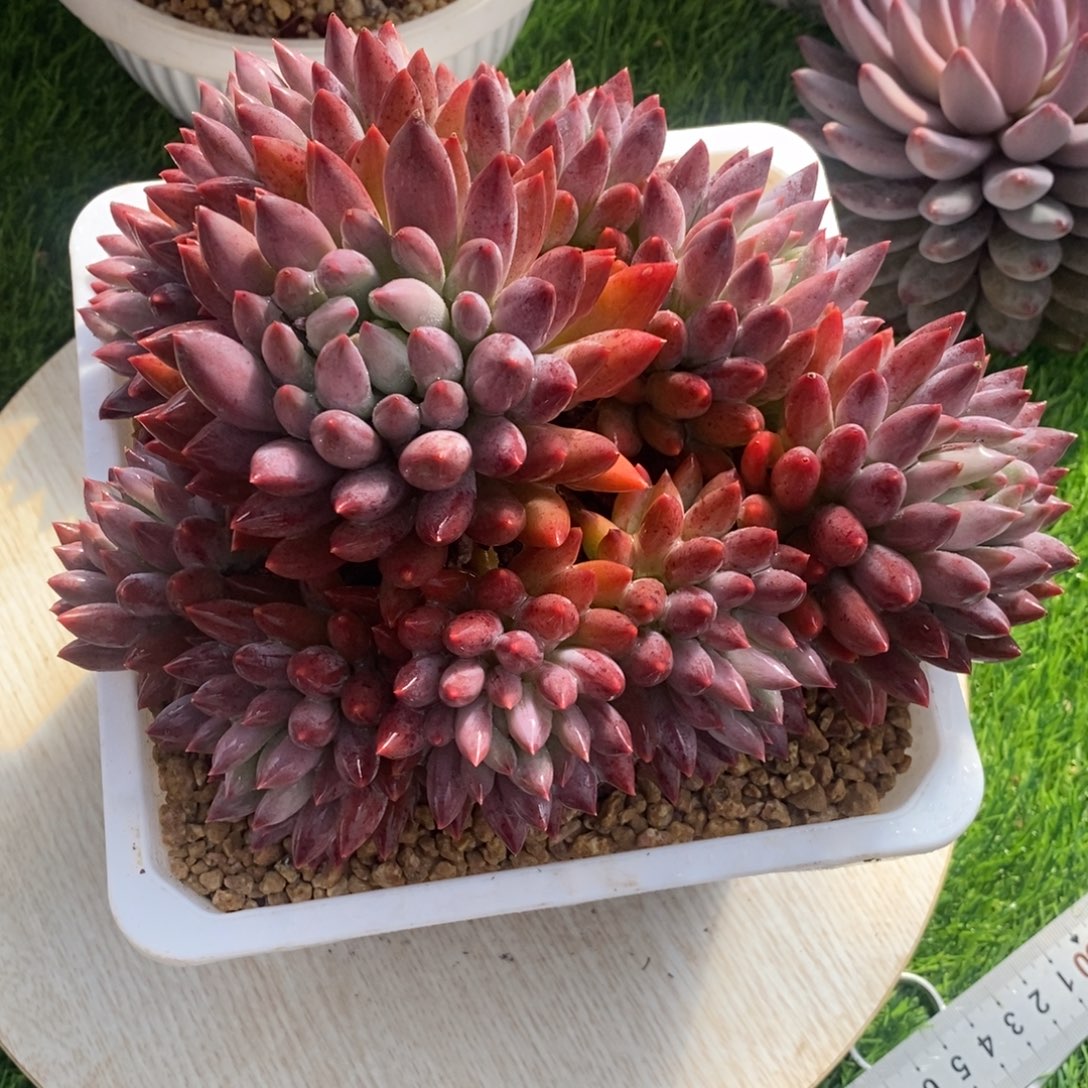 所罗门手捧全状态