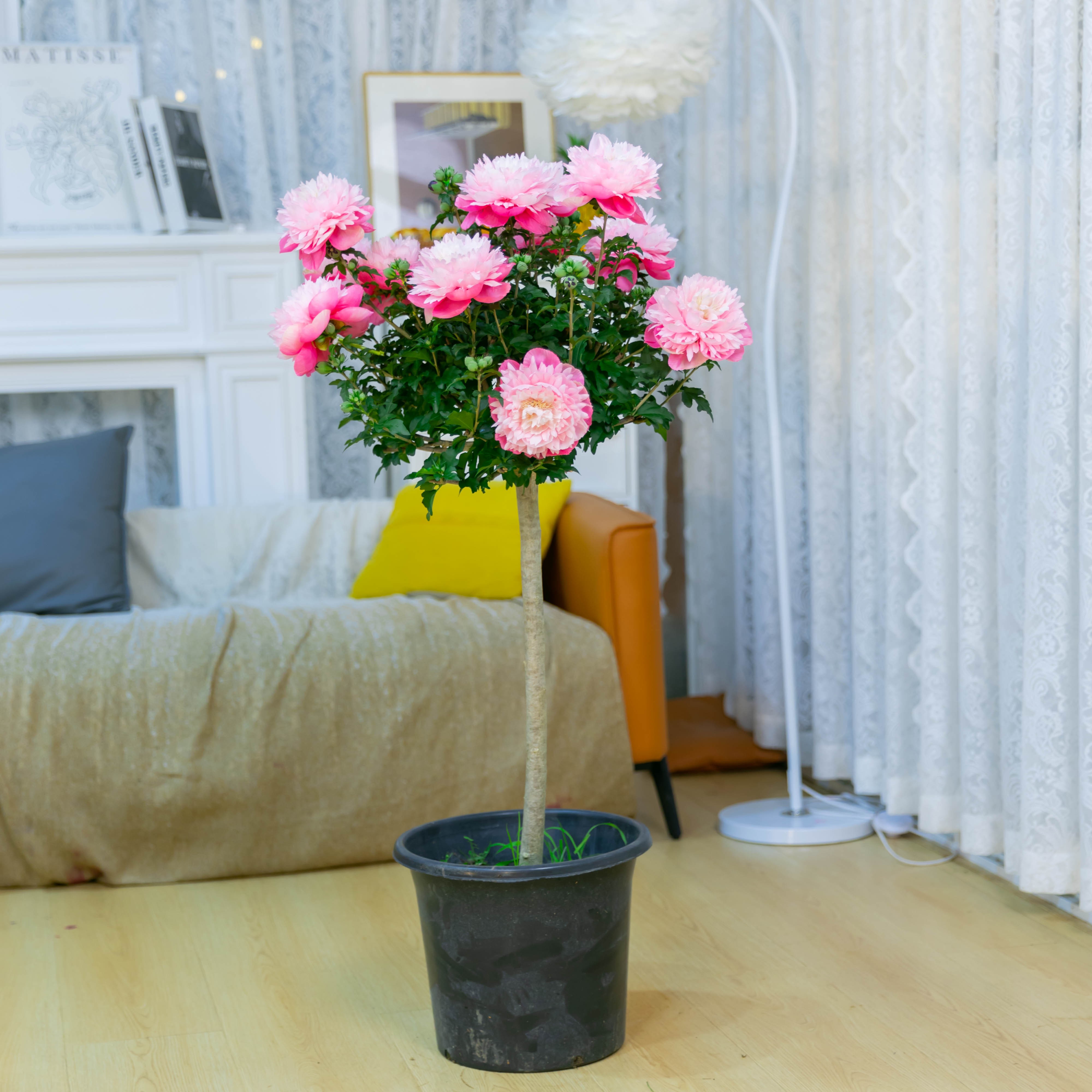 【顺丰送货】重瓣木槿独杆高度1.2米左右原土球发货送双色育苗花盆