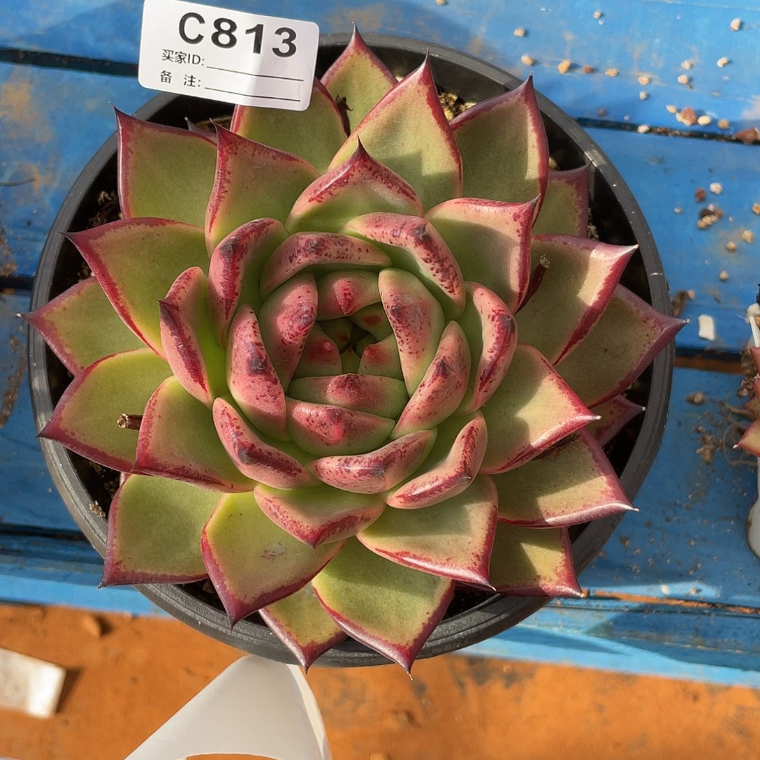 若如东云单拍C813