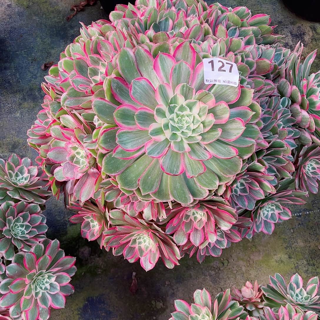 无花朵佛**照多肉植物孔雀翎127