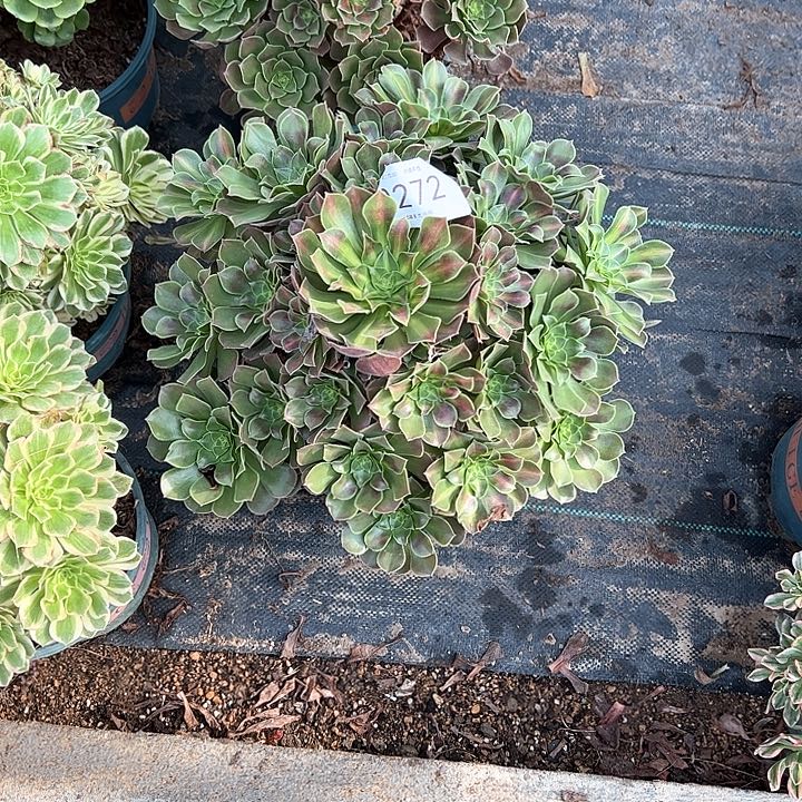 0272女巫中班多肉植物