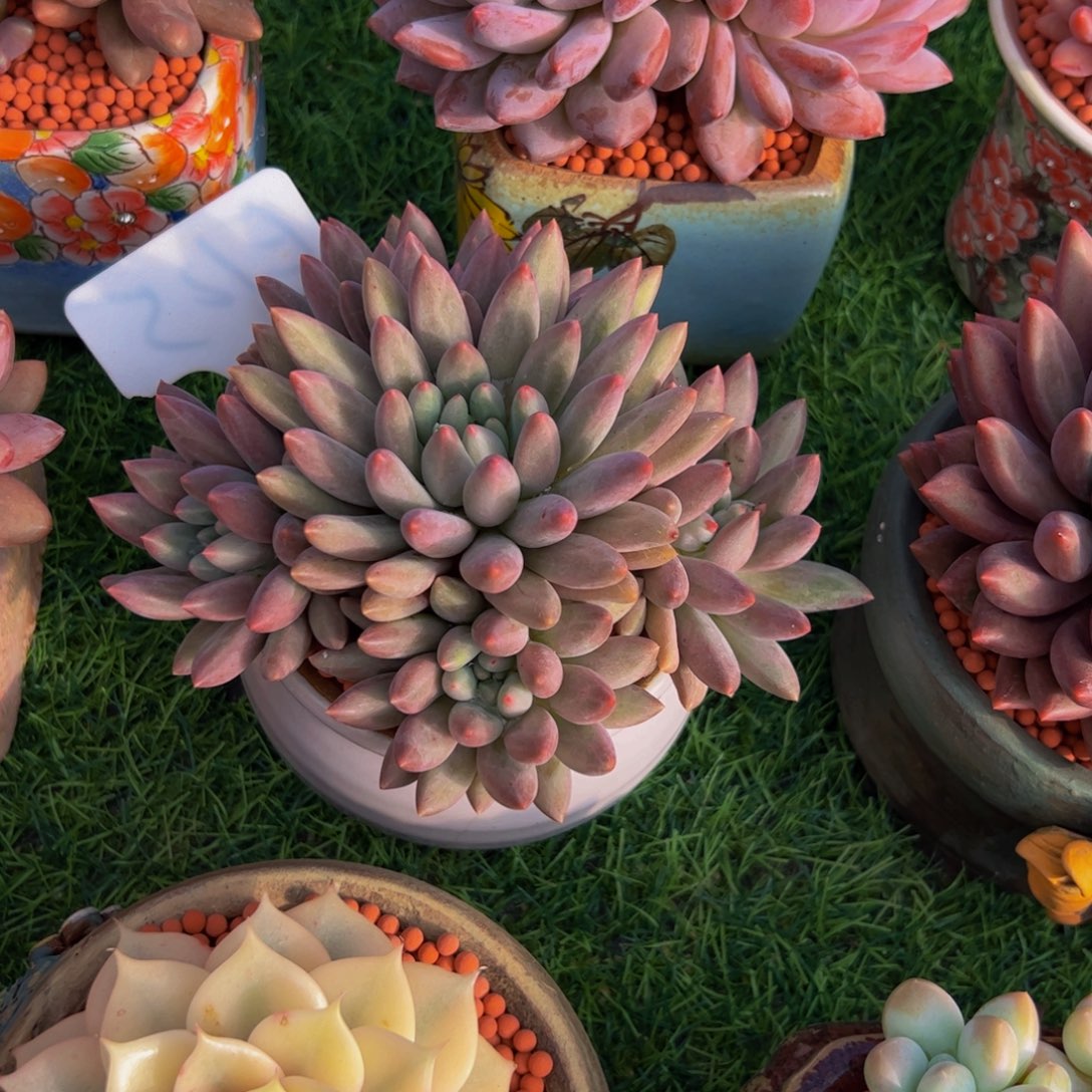 半***～红蜻蜓手捧花多肉