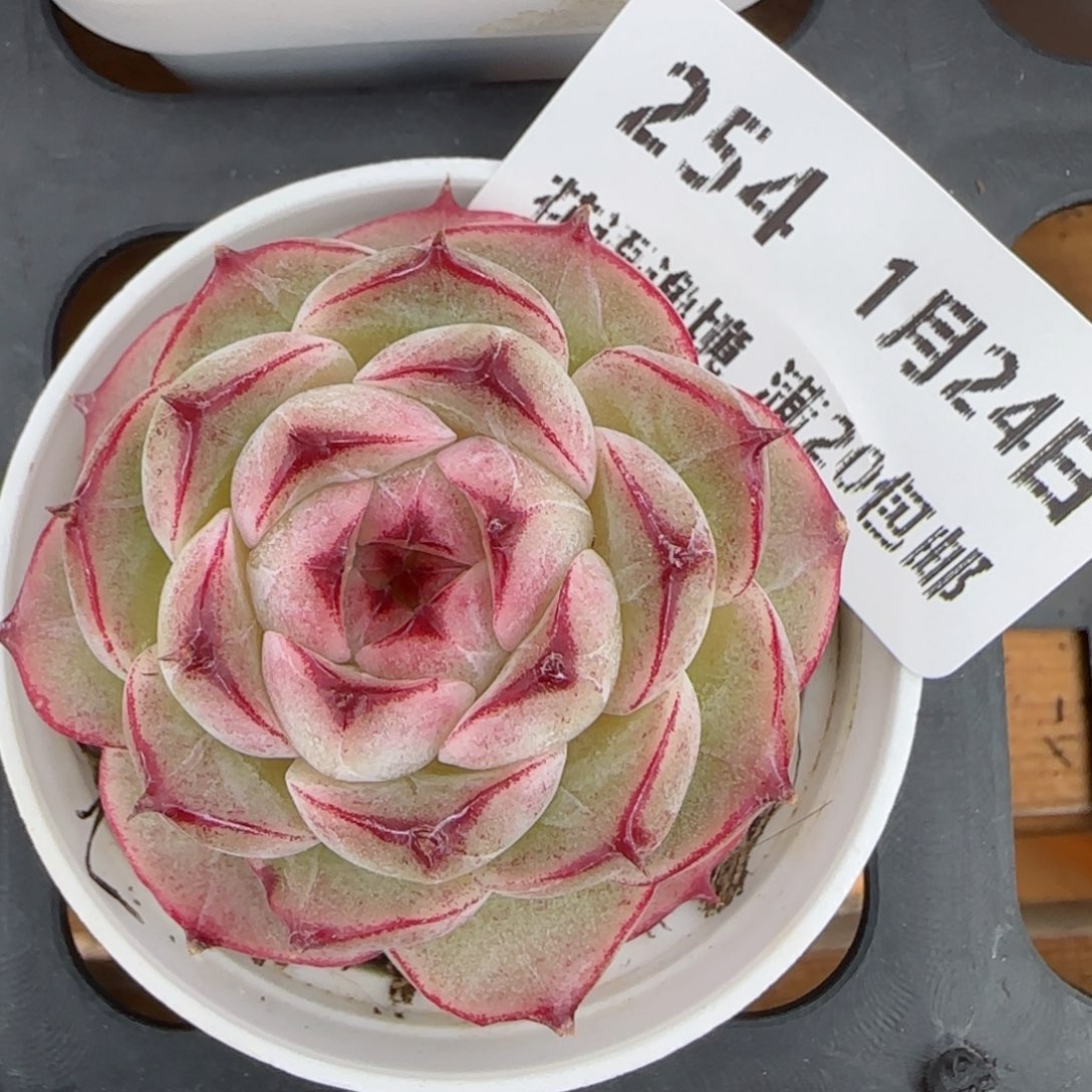 花语逸境0124-254