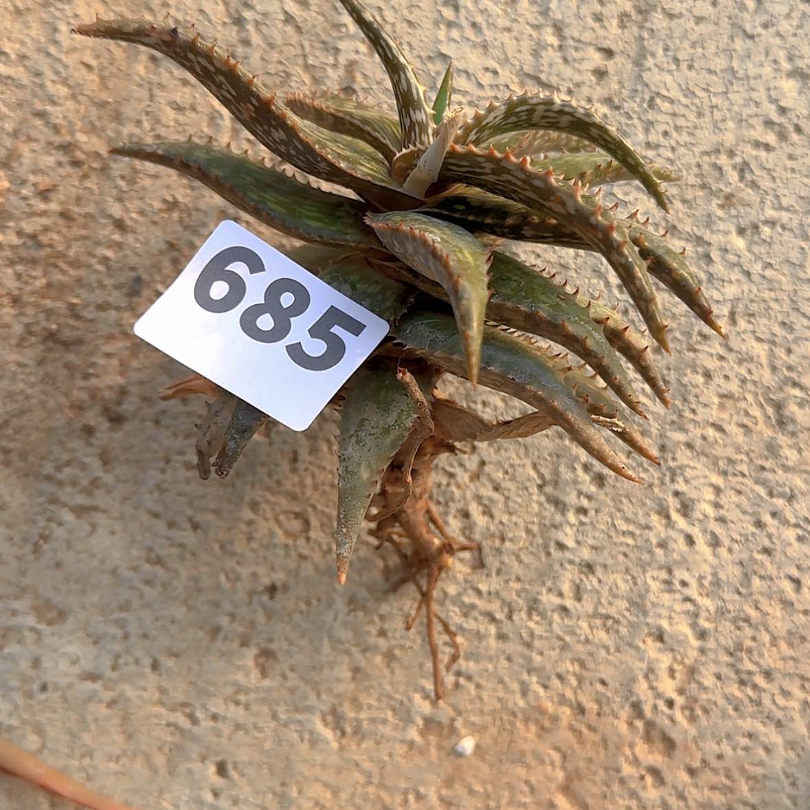 【闪购商品】?****?块根植物
