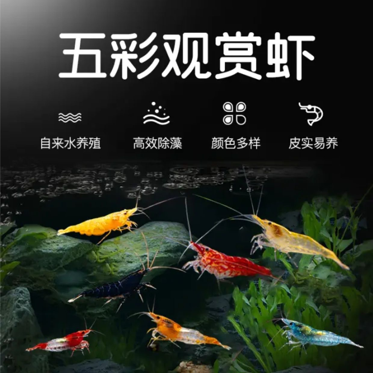 观赏虾淡水工具除藻虾米虾宠物小虾樱花黑壳极火虾水晶虾套餐小虾