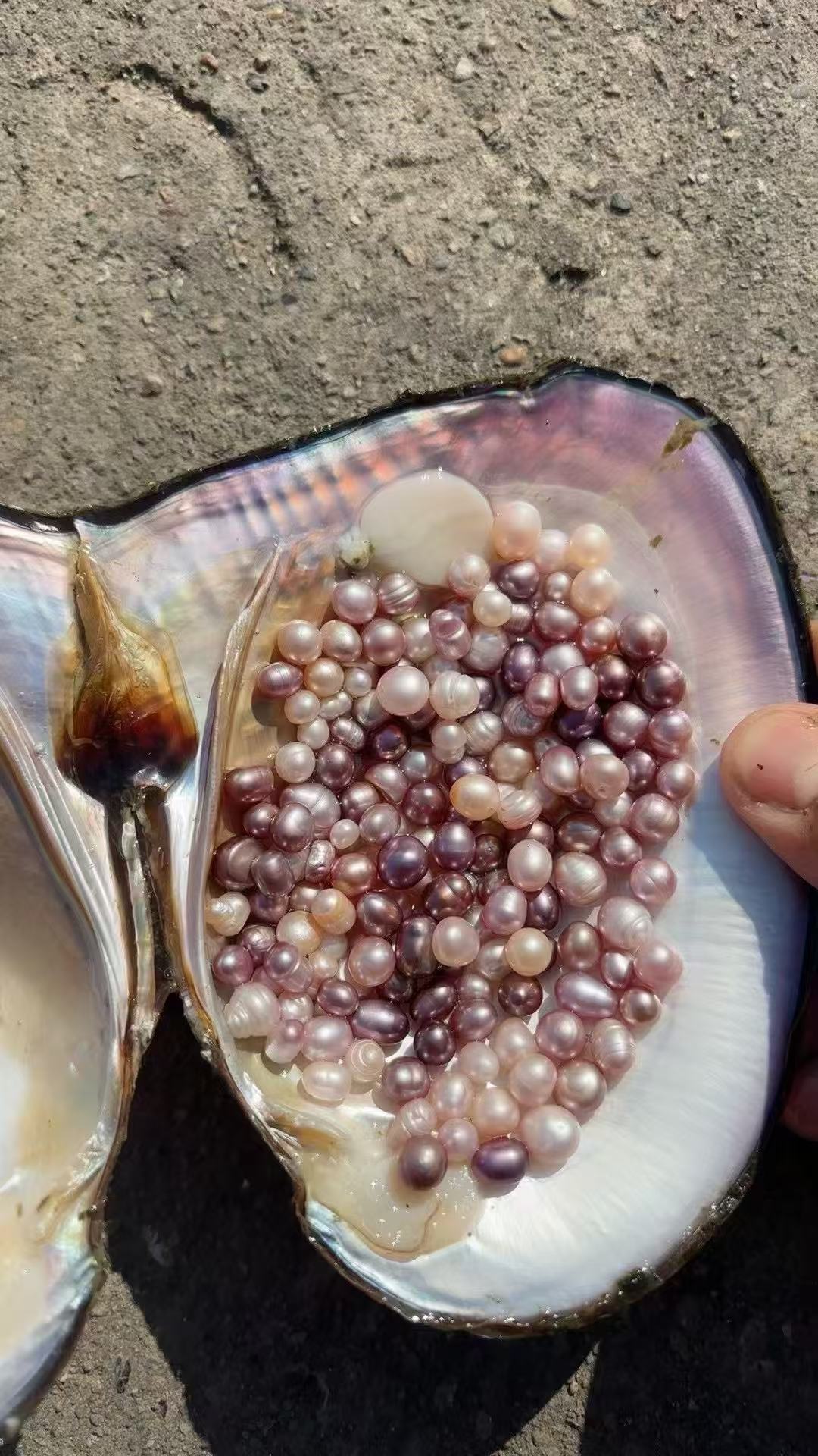 小秘多珠（活体开蚌不退不换）可定制DIY定制成品