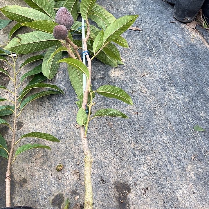 忠***诚天使390853699745873