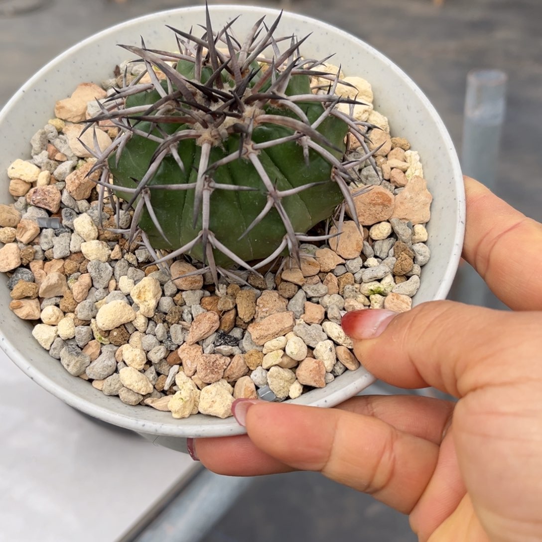 中**年琳木圆盘一物一拍仙人球