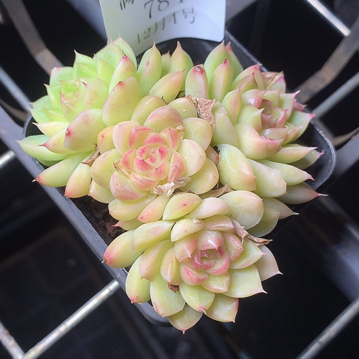 【闪购商品】云784号