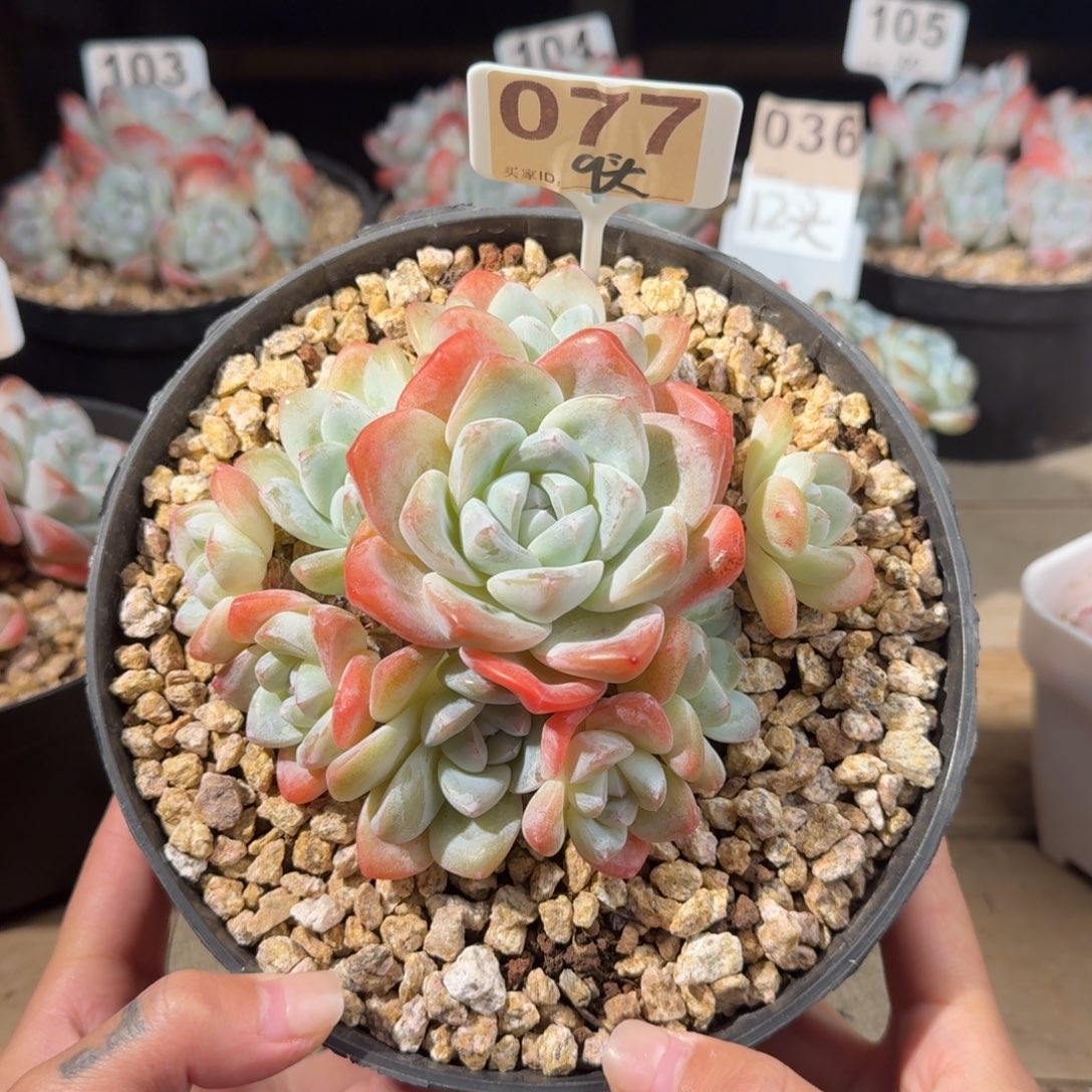 077号冰玉老桩群生9头