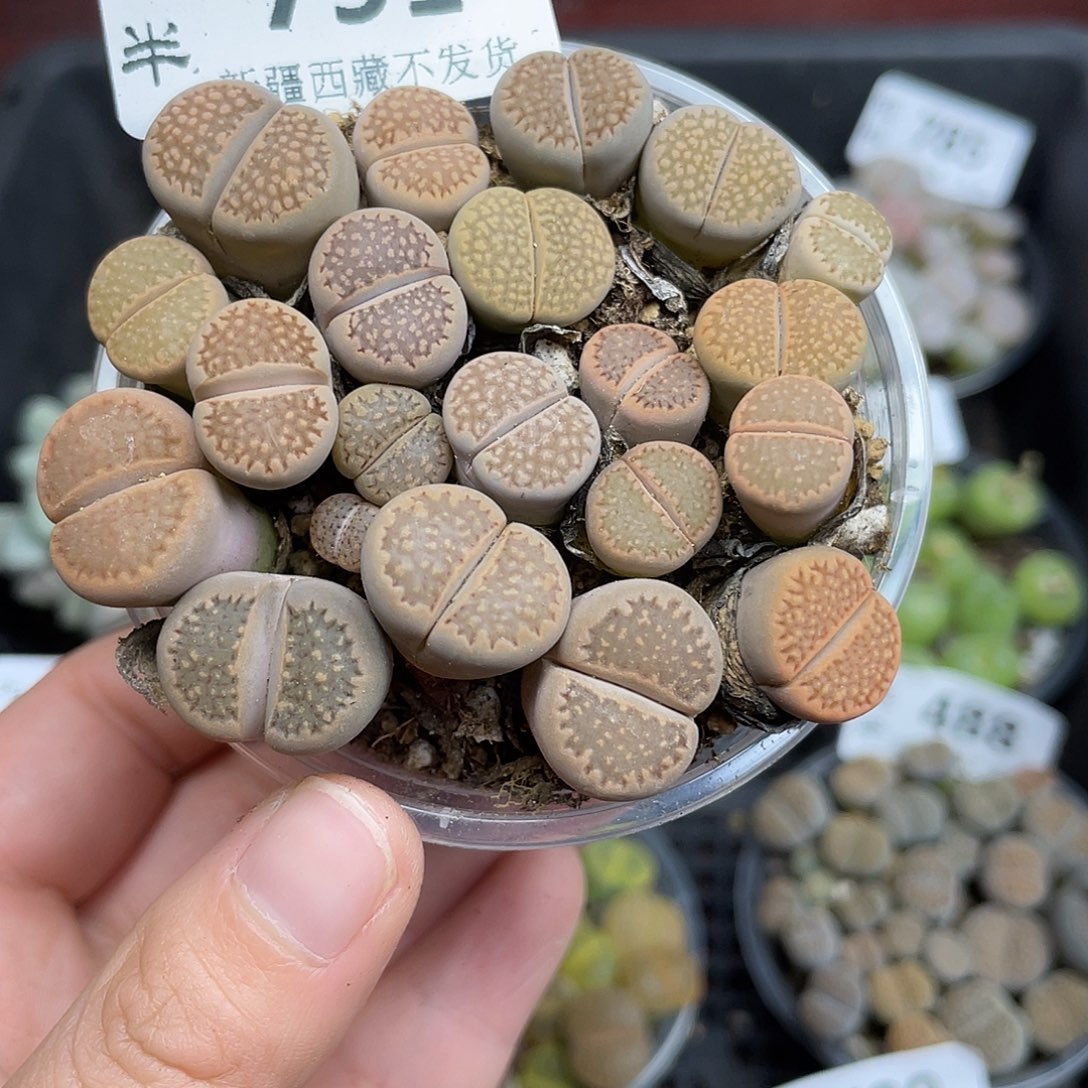 791000000花花花花花花