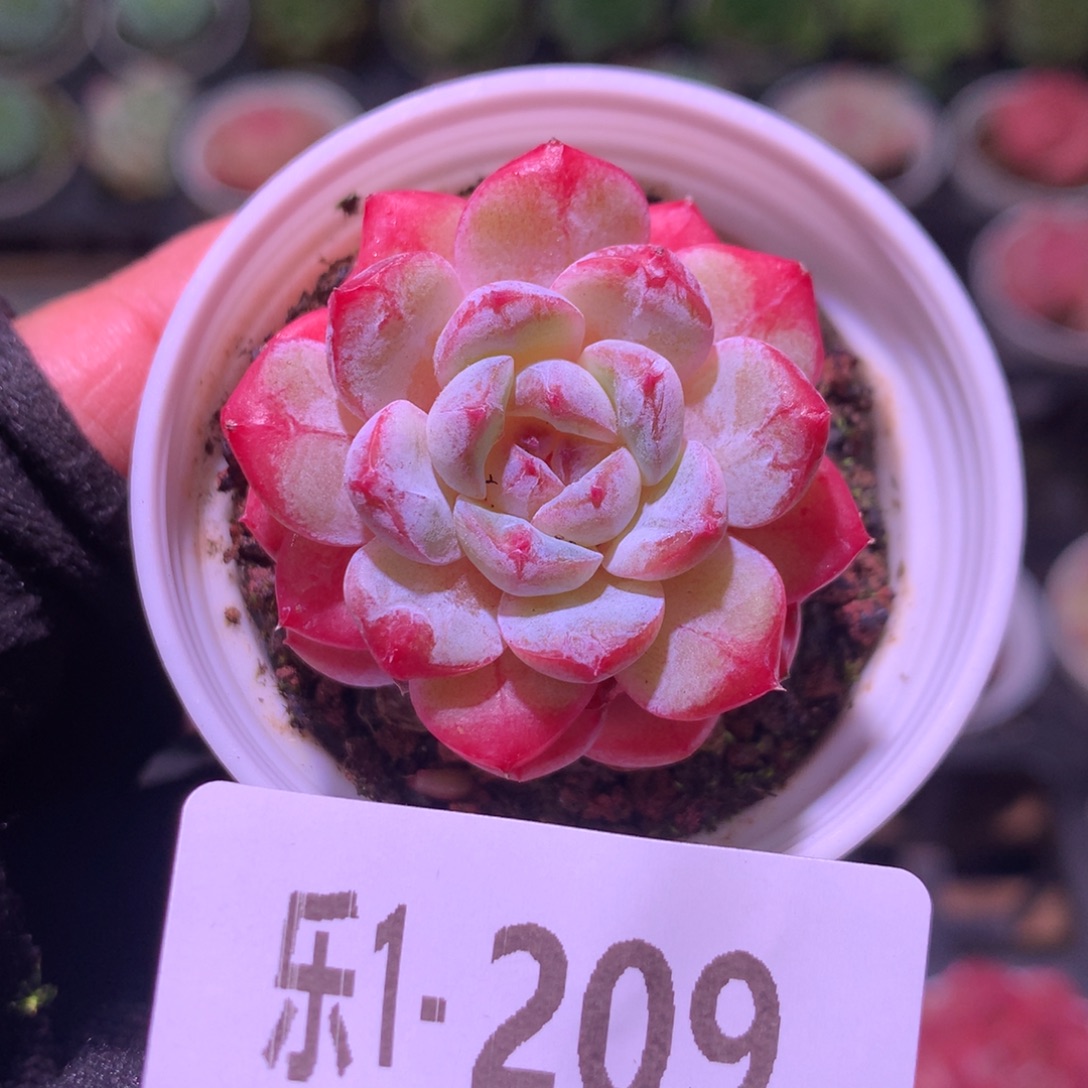 乐然 1-209 雪颜玉 